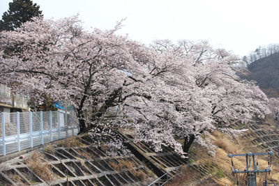 甲斐大和駅近くの桜の写真