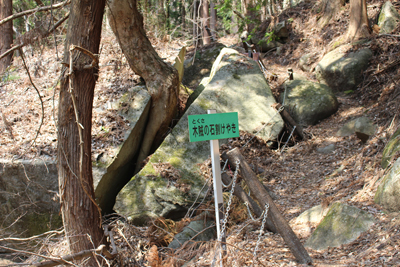 石を割って成長したように見える木賊の石割ケヤキの写真