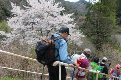 桜の木の横の階段を下りている写真