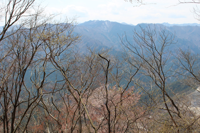 桜の木の向こうに見える蕨山方面の写真