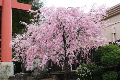 浅間神社のしだれ桜の写真