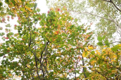 葉の先が赤く紅葉したカエデ等の写真