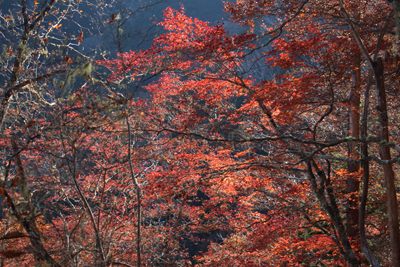 赤く色づいた樹木の写真