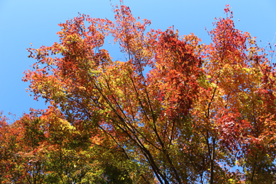 きれいに紅葉した木の写真
