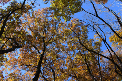 茶色の葉の木々とその向こうの青空の写真