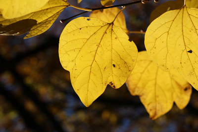 黄色く色づいたダンコウバイの葉の写真
