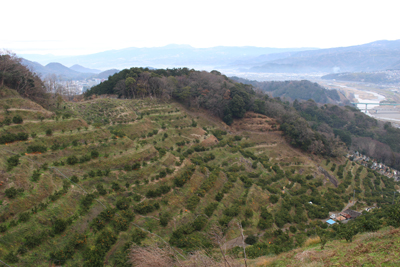 ミカン畑と箱根方面の写真