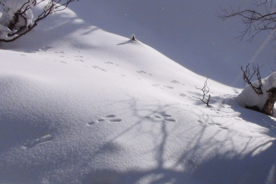 雪の上に着いているうさぎの足あとの写真