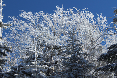 真っ青な空を背景にしたダケカンバの樹氷の写真