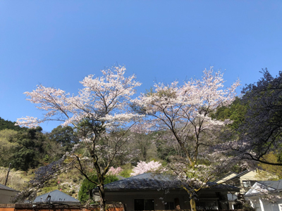 Mさんが撮影した桜の写真