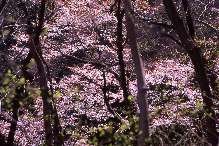 景信山で撮影した桜の写真