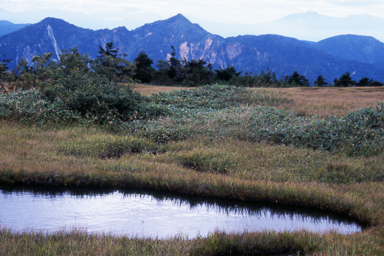 苗場山の頂上湿原と鳥甲山の写真