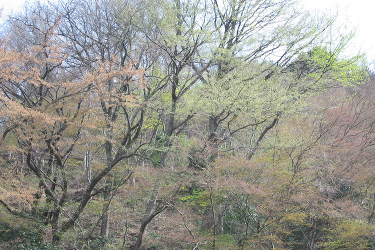 芽吹きの季節・高尾山の写真