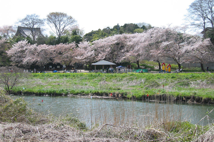 花見川の桜の写真