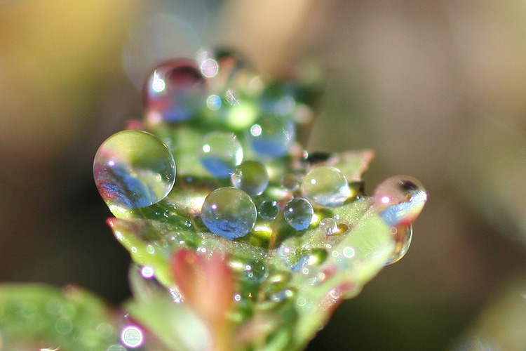 剣山で撮影した水滴の写真