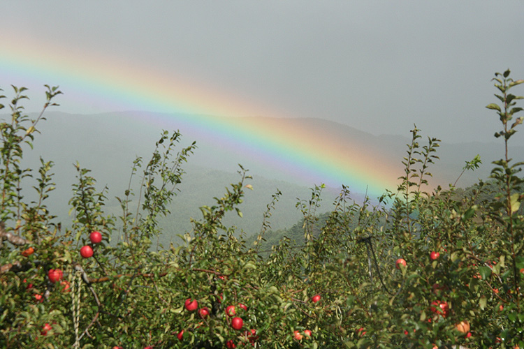 リンゴ畑と虹の写真