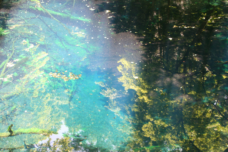 白神山地の青池の写真