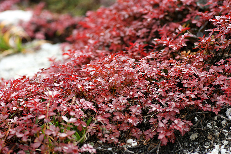 八方尾根で撮影したチングルマの紅葉の写真