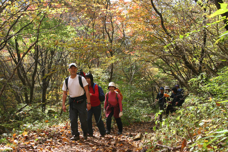 茅ヶ岳で撮影した紅葉の道を歩いている写真