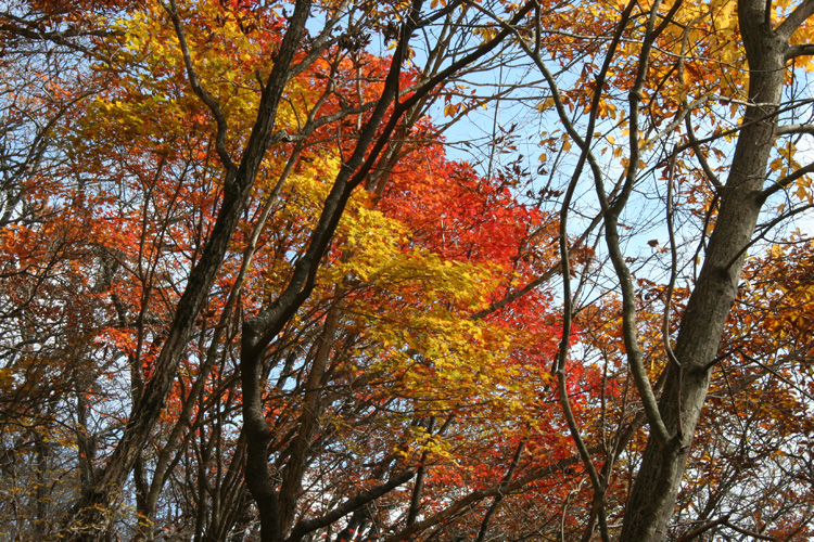 茅ヶ岳の美しい紅葉の写真