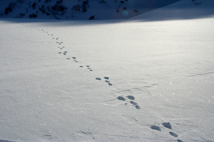 雪面に付いたウサギの足跡の写真