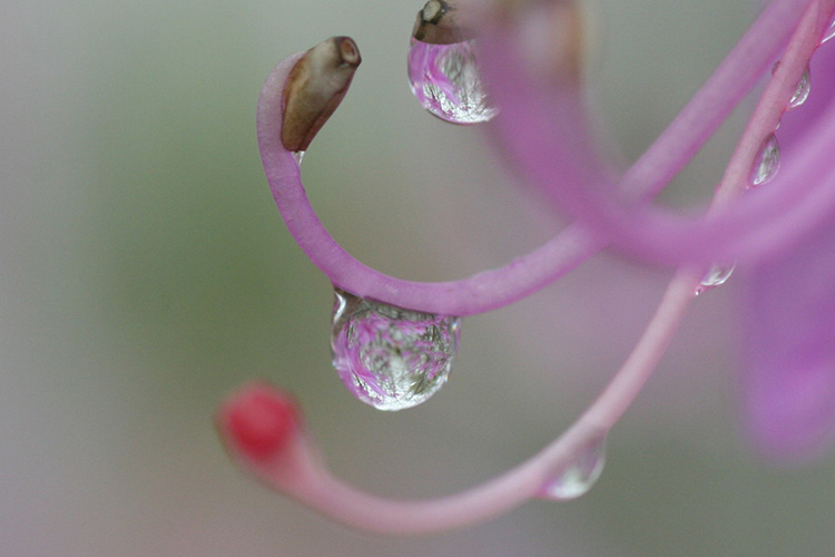 ミツバツツジの雄しべに付いた水滴の写真