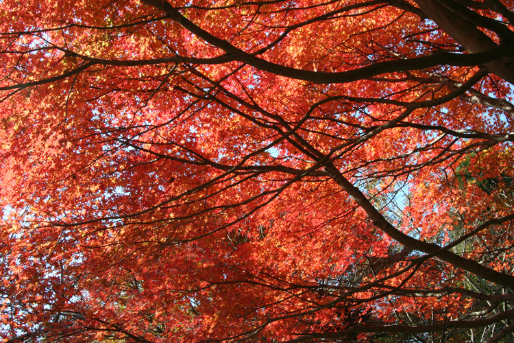 大福山の紅葉の写真