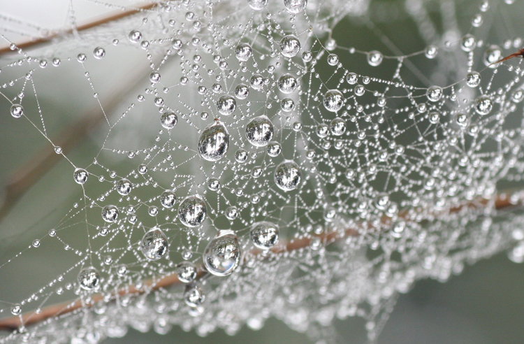 奈良倉山で撮影したクモの糸に付いた無数の水滴の写真
