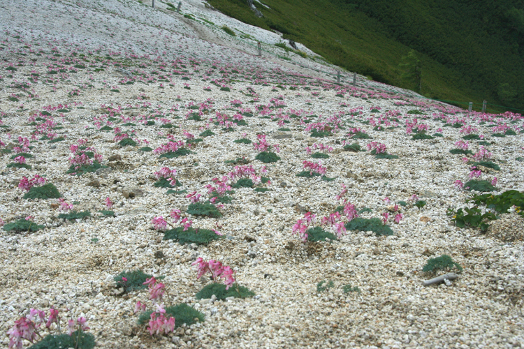 燕岳のコマクサ群生地の写真