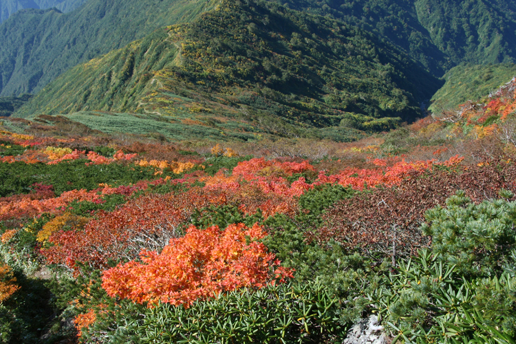 中ノ岳山腹の紅葉を俯瞰した写真