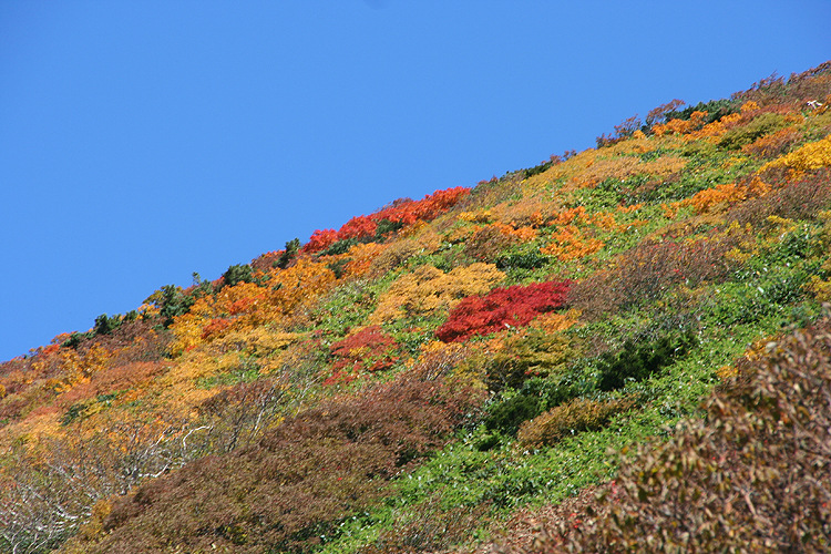 丹後山山腹の紅葉を見上げた写真