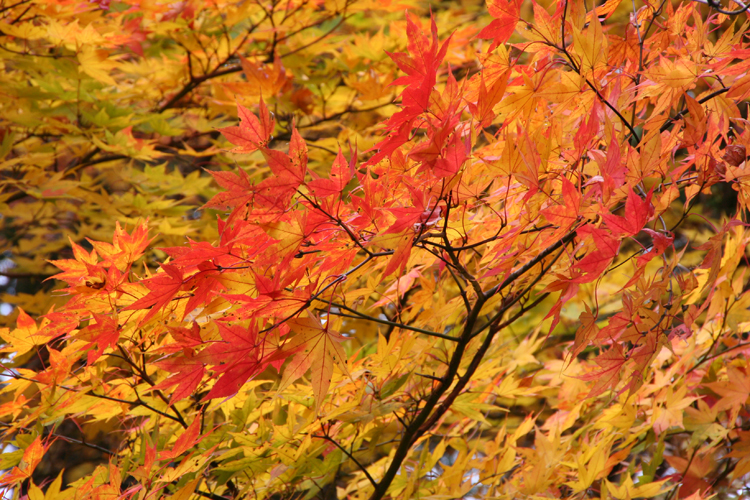 六甲山摩耶山付近の紅葉の写真