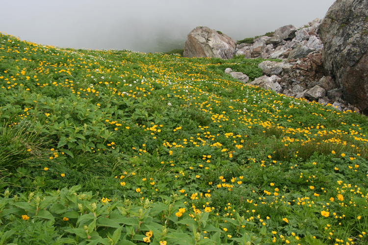 白馬岳付近のお花畑の写真
