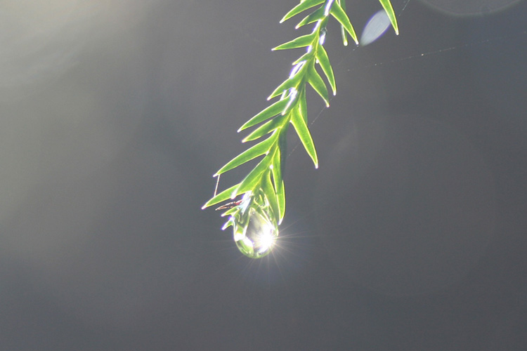 杉の葉先について太陽の光で輝いている水滴の写真