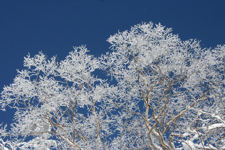 一層純白な樹氷の写真