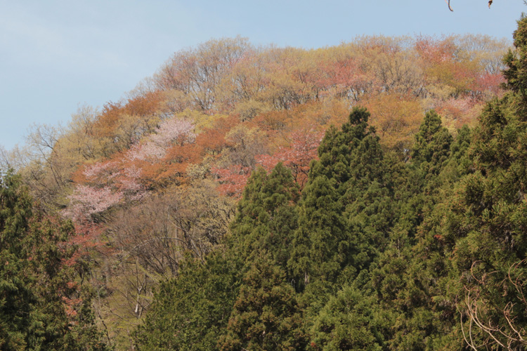 景信山で撮影した芽吹きの木々の写真