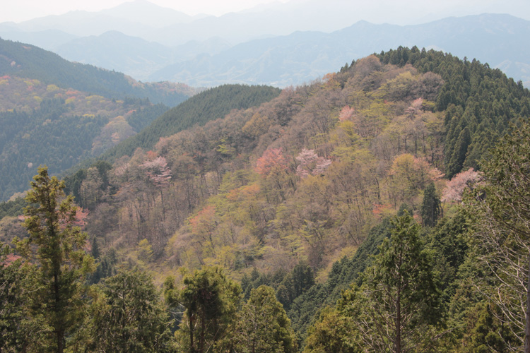景信山で撮影した芽吹きの山腹の写真