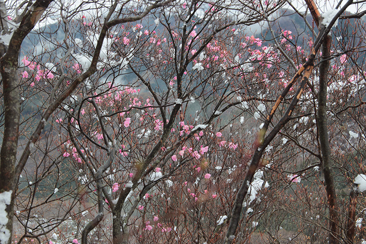 鳴神山で撮影したアカヤシオと雪の写真