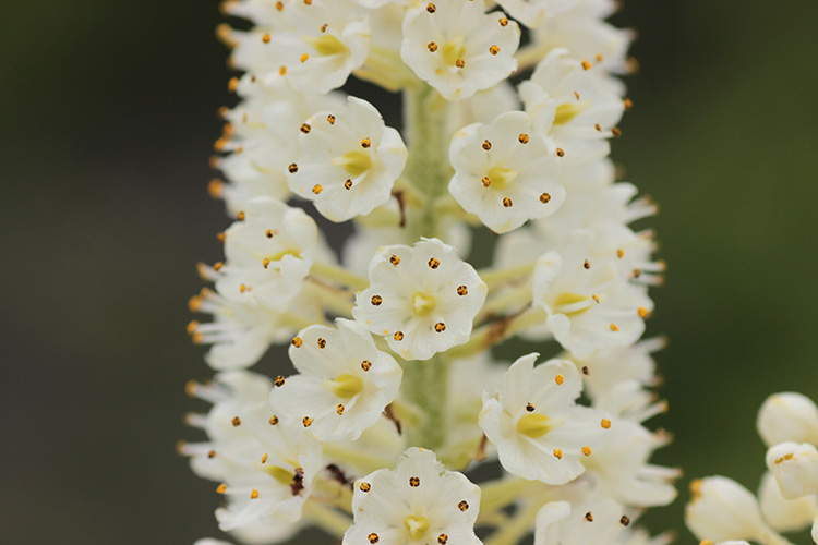 沼原湿原で撮影したコバイケイソウの花の写真