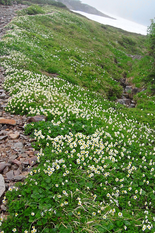 薬師岳で撮影したチングルマのお花畑と雪渓の写真