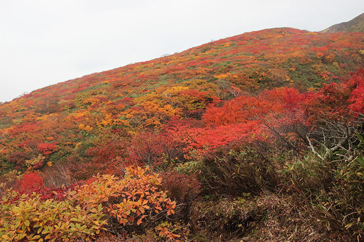 紅葉した栗駒山の山腹の写真