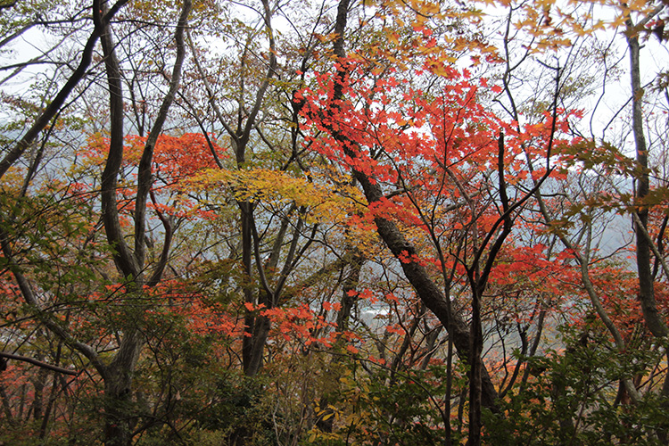 神山の紅葉の写真