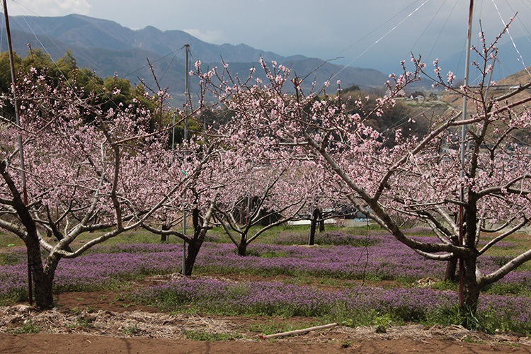 甲斐風土記の丘での桃とホトケノザの花の写真