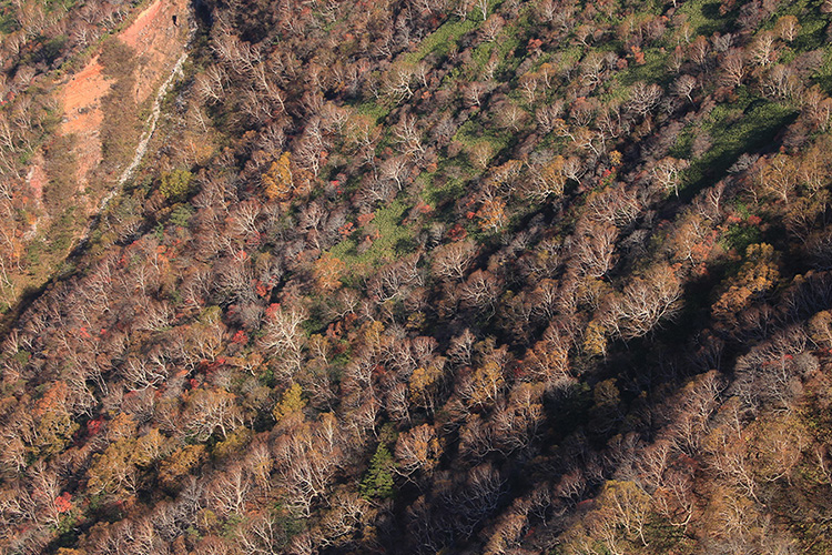 ダケカンバの木が美しい三本槍岳山腹の写真