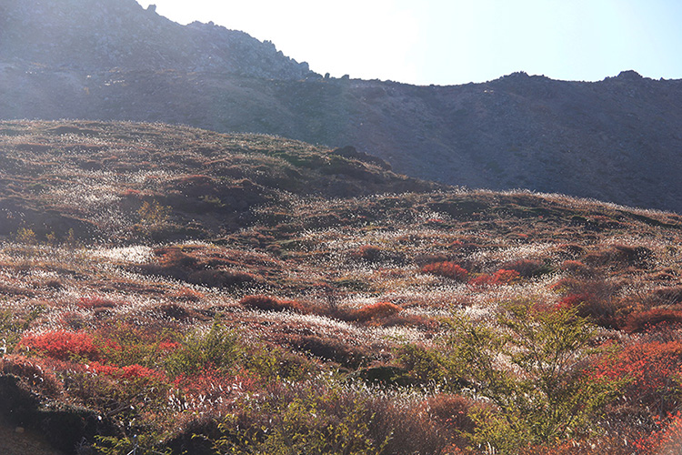 逆光に映える穂が美しい茶臼岳山腹の写真