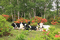 レンゲツツジの前に座っている牛たちの写真にリンク