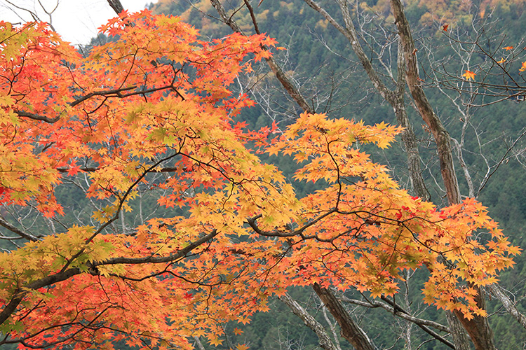 西御荷鉾山で撮影したオオモミジの紅葉の写真