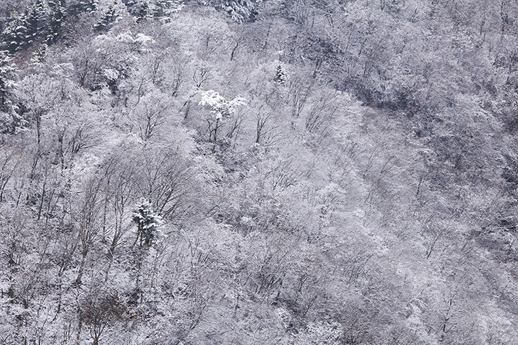 仏果山で撮影した雪化粧した木々の写真