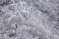 雪化粧した木々の写真にリンク