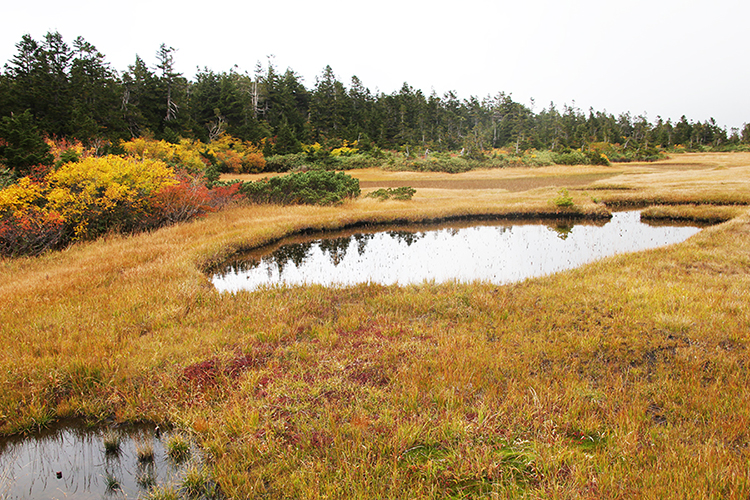 黒谷地湿原の草紅葉と池塘の写真